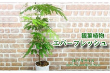 066-02-1 観葉植物 エバーフレッシュ7号サイズ1鉢