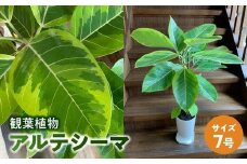 066-18 観葉植物 アルテシーマ1鉢