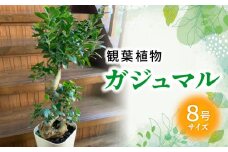 066-19 観葉植物 ガジュマル1鉢