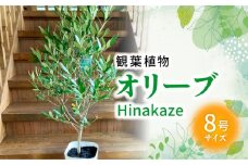 066-20 観葉植物 オリーブ(ひなかぜ)1鉢