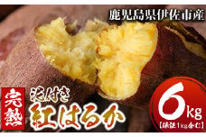 isa280 ＜期間限定・数量限定＞鹿児島県産完熟紅はるか(5kg+保証分1kg・泥付き) さつまいも 紅はるか 鹿児島 生芋 完熟 長期熟成 土付き ギフト べにはるか サツマイモ 焼き芋に 【Farm-K】
