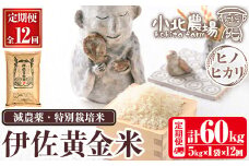 isa603 《数量限定・12回定期便》小北農場のお米 伊佐黄金米〈ヒノヒカリ〉(計60kg・5kg×1袋×12回)鹿児島 伊佐 お米 特別栽培米 伊佐米 白米 ヒノヒカリ ひのひかり おにぎり ごはん【小北農場】