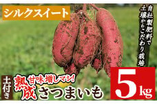 a845-A 鹿児島県産さつまいもシルクスイート土付き5kg(生芋)【コウエイ環境】姶良市 鹿児島県産 さつまいも サツマイモ 熟成芋 さつま芋 シルクスイート 5kg 生芋