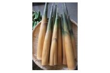 大名たけのこ【５月以降出荷】