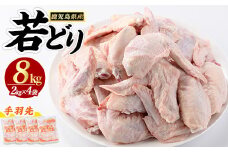 若どり手羽先(計8kg・2kg×4袋)【まつぼっくり】matu-1453