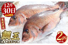 【2025年12月30日発送】長島町特産「鯛王」(2匹・約2.4kg) 産地直送 新鮮 旨味が抜群の 長島町 特産品 ブランド 真鯛 をまるごと 一匹 楽しめる 刺身 鯛めし 鯛茶漬け 鯛しゃぶ 鯛刺身 鮮魚 冷蔵 年末発送【JFA】jfa-22-1230