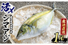 鹿児島県長島町産 シマアジ (約1.0kg・1匹) シマアジ 鹿児島 鮮魚 一匹 柵 刺身 切り身 高級あじ 高級魚【JFA】jfa-4121