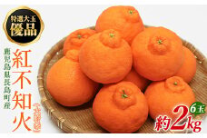 【先行予約】特選大玉 優品紅不知火（大将季） 6玉入り 約2kg【山上農園】yamagami-776R7