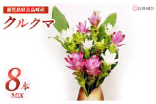 夏を彩るクルクマ　8本ミックスセット 【宮路園芸】miyaji-791