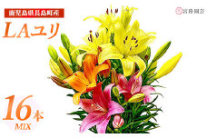 ＜期間限定＞LAユリ ミックスセット(16本)【宮路園芸】miyaji-794