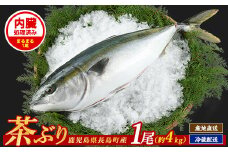 茶ぶり 1尾（内臓処理済　約4kg） セミドレス (えら・内臓除去済み)  ぶり 柵 刺身 ブリ 切り身 鰤 1本 鮮魚 下処理済み 鮮魚 1匹 刺身 ぶりしゃぶ ぶりかま 【ウスイ】usui-6120R7
