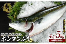 ボンタンぶりまるごと一本(内臓処理済)  ぶり 柵 刺身 ブリ 切り身 鰤 1本 鮮魚 下処理済み 鮮魚 1匹 刺身 ぶりしゃぶ ぶりかま 【鶴長水産】turu-6070