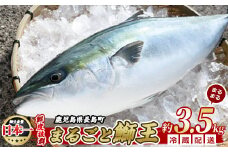 【14日前後で発送中】 テレビで紹介ぶりの王様 新物「 鰤王 」 まるごと 1本 （約3.5kg） ラウンド 先行予約 産地直送 長島町 特産品 ブランド 鰤 冷蔵 ふるさと納税 ぶり 刺身 ぶりしゃぶ ぶり大根 海鮮丼【JFA】jfa-1227