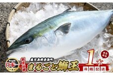 【先行予約 2025年10月後半より順次発送】 テレビで紹介ぶりの王様「 鰤王 」 まるごと 1本 （約4.0kg～） ラウンド 先行予約 産地直送 長島町 特産品 ブランド 鰤 冷蔵 ふるさと納税 ぶり 刺身 ぶりしゃぶ ぶり大根 海鮮丼【JFA】jfa-1260