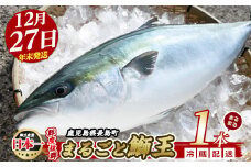 【2025年12月27日発送】テレビで紹介ぶりの王様「 鰤王 」 まるごと 1本 （約4.5kg） ラウンド 先行予約 産地直送 長島町 特産品 ブランド 鰤 冷蔵 ふるさと納税 ぶり 刺身 ぶりしゃぶ ぶり大根 海鮮丼 年末年始発送 【JFA】jfa-7r-1227