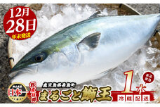 【2025年12月28日発送】テレビで紹介ぶりの王様「 鰤王 」 まるごと 1本 （約4.5kg） ラウンド 先行予約 産地直送 長島町 特産品 ブランド 鰤 冷蔵 ふるさと納税 ぶり 刺身 ぶりしゃぶ ぶり大根 海鮮丼 年末年始発送 【JFA】jfa-7r-1228