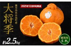 長島町産 大将季（ハウス） 贈答用 (約2.5kg) 12月中旬発送 【長島柑橘直販合同会社】kanchoku-1544A