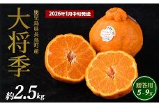 長島町産 大将季（ハウス） 贈答用 (約2.5kg)  1月中旬発送 【長島柑橘直販合同会社】kanchoku-1544B