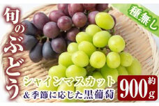 y377 ≪期間限定！2025年8月中旬以降順次発送≫  シャインマスカット・黒ぶどうセット(計2房・約900g) 国産 鹿児島産 シャインマスカット マスカット 葡萄 ぶどう ブドウ クインニーナ ナガノパープル 果物 くだもの フルーツ 旬【大倉野 隆】