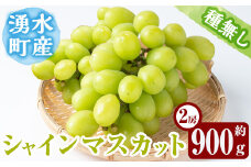 y417 ≪期間限定！2025年8月中旬以降順次発送≫ シャインマスカット(約900g・2房) 国産 九州産 鹿児島産 シャインマスカット マスカット 葡萄 ぶどう ブドウ 果物 くだもの フルーツ 贈答 贈り物 ギフト プレゼント 旬 【大倉野 隆】