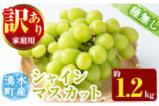 y418 ≪期間限定！2025年8月中旬以降順次発送≫  訳あり！シャインマスカット(約1.2kg) 国産 九州産 鹿児島産 湧水町 マスカット 葡萄 ぶどう ブドウ 果物 くだもの フルーツ 旬 訳アリ ワケあり 家庭用 種無し 種なし 【大倉野 隆】