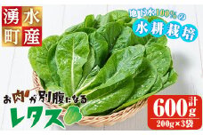 y470 《先行予約受付中！2025年9月以降順次発送》お肉が別腹になるレタス 計600g (200g×3袋) 国産 九州産 鹿児島県産 湧水町産 野菜 やさい レタス ロメインレタス 焼肉 焼き肉 バーベキュー BBQ 冷しゃぶ サラダ 水耕栽培【霧島製萌】