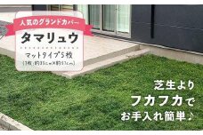 タマリュウ （玉竜） マットタイプ（5枚セット）【生産者直送】グランドカバー