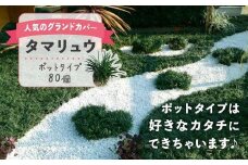 タマリュウ （玉竜） ポットタイプ（80個）【生産者直送】グランドカバー
