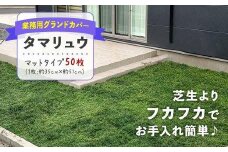 タマリュウ （玉竜） マットタイプ（50枚セット）【生産者直送】グランドカバー