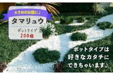 タマリュウ （玉竜） ポットタイプ（200個）【生産者直送】グランドカバー