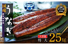 どーんとお届け！特大25尾　鹿児島県産長蒲焼
