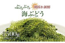 【発送は4月以降】海の幸　朝採れぷちぷち海ぶどう 朝採れ新鮮 海ぶどう～MOBAKO育ちのSEAGRAPES！？～