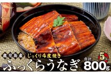 うなぎ 蒲焼 160g×5尾【鹿児島産】地下水で育てた絶品鰻