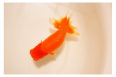 金魚の王様　らんちゅう　二歳魚