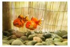オランダショートテール　二歳魚