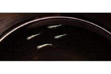 高井田めだかオリジナルめだか　タカイダメタル　2ペア　計4匹