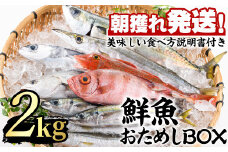 【0153201a】朝獲れ発送！鮮魚問屋が厳選した『鮮魚おためしBOX』(約2kg程度)魚 魚介類 鮮魚 海鮮 詰め合わせ セット 刺身 天ぷら 煮つけ 塩焼き【江川商店】