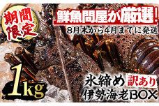 【0343207a】＜訳あり＞朝獲れ発送！鮮魚問屋が厳選した氷締め伊勢海老(2尾・総量1kg以上) えび 魚介類 海鮮 刺身 塩焼き【江川商店】