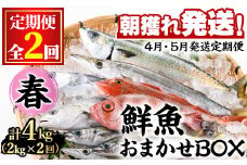 【0301101b】＜定期便・全2回(4月・5月)＞「春の鮮魚BOX」朝獲れ発送！鮮魚問屋が厳選したおまかせ鮮魚(約2kg程度×2回) 魚 魚介類 鮮魚 海鮮 詰め合わせ セット 刺身 天ぷら 煮つけ 塩焼き【江川商店】