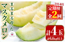 【0432209b】＜定期便・全2回(2月・4月)＞まるまる育ったマスクメロン(2玉×2回・計6.6kg以上) マスクメロン フルーツ 果物 果実 6キロ 数量限定 期間限定【まる美園芸組合】