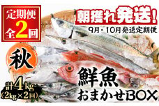 【0301102b】＜定期便・全2回(9月・10月)＞「秋の鮮魚BOX」朝獲れ発送！鮮魚問屋が厳選したおまかせ鮮魚(約2kg程度×2回)魚 魚介類 鮮魚 海鮮 詰め合わせ セット 刺身 天ぷら 煮つけ 塩焼き【江川商店】