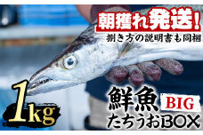 【0223204a】鮮度が命！鮮魚問屋が厳選した『鮮魚たちうおビッグサイズBOX』(1尾・1kg以上)魚 魚介類 鮮魚 海鮮 太刀魚 ムニエル 塩焼き【江川商店】