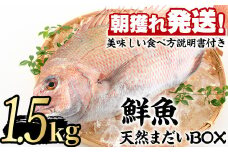 【0203205a】鮮度が命！鮮魚問屋が厳選した『天然真鯛』(1-2尾・総量1.5kg以上)魚 魚介類 鮮魚 海鮮 煮つけ 塩焼き【江川商店】