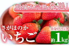 【0123903a】朝摘み完熟発送！牧内農園のさがほのか(4パック・約1kg) 苺 イチゴ フルーツ 果物 果実 数量限定 期間限定【牧内農園】