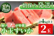 【0165001a】朝採り発送！小玉すいか・マダーボール(2玉・計4kg以上) 果物 果実 フルーツ スイカ 数量限定 期間限定【宮内農園】