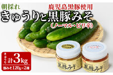 【0105905a】＜数量限定＞朝採れ！新鮮！きゅうり(3kg) と物産館おススメ黒豚みそ(計240g・120g×2種) セット キュウリ 採れたて 野菜 鹿児島黒豚 【東串良物産館ルピノンの里】