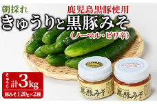 【0105905a】＜数量限定＞朝採れ！新鮮！きゅうり(3kg) と物産館おススメ黒豚みそ(計240g・120g×2種) セット キュウリ 採れたて 野菜 鹿児島黒豚 【東串良物産館ルピノンの里】