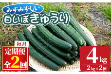 【0152702b】＜定期便・全2回＞名産地の農家直送！みずみずしい白いぼきゅうり(計4g・2kg×2回) 野菜 やさい 旬 新鮮 サラダ キュウリ 胡瓜【吉ヶ崎農園】