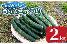 【0082702a】名産地の農家直送！みずみずしい白いぼきゅうり(計2kg) 野菜 やさい 旬 新鮮 サラダ キュウリ 胡瓜【吉ヶ崎農園】