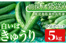 【0113907a】愛情たっぷり！牧内農園の白いぼきゅうり(計5kg・小分けパック) 野菜 やさい サラダ 胡瓜 キュウリ 漬物 ピクルス 小分け 大容量 期間限定 【牧内農園】